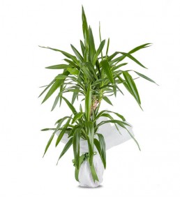 Yucca Saksı Çiçeği